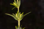 Roundpod St. Johnswort